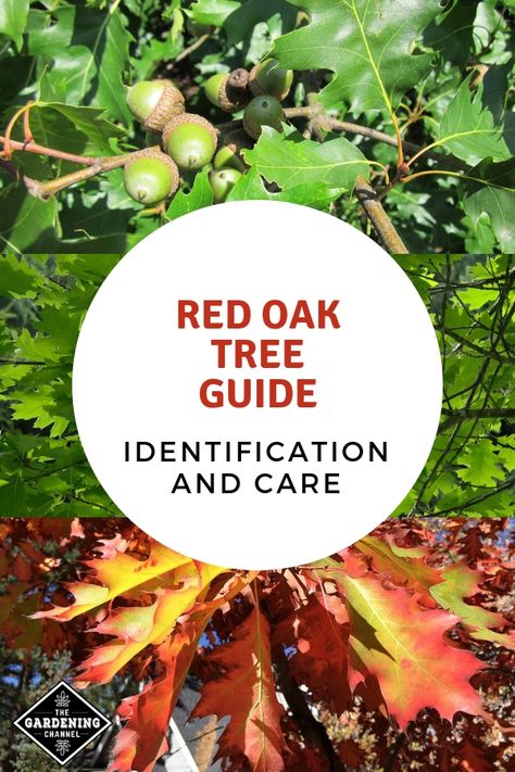 Learn how to identify and care for red oak trees with this identification guide. Follow these gardening tips to care for red oaks, including two of the most common in the U.S., the Northern red oak and the Southern red oak. #gardeningchannel #gardening #plantingtrees #redoak #redoaktree Northern Red Oak Tree, Tree Guild, Windbreak Trees, Northern Red Oak, Acreage Landscaping, Texas Trees, Farmhouse Build, Red Oak Leaf, Red Oak Tree