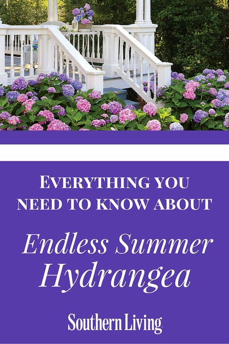 Sweet Summer Hydrangea, Endless Summer Hydrangea Landscaping, Hydrangea Endless Summer, Pool Hydrangeas, Endless Summer Hydrangea Care, Texas Shrubs, Pruning Endless Summer Hydrangeas, Hydrangea Pruning, Summer Hydrangea