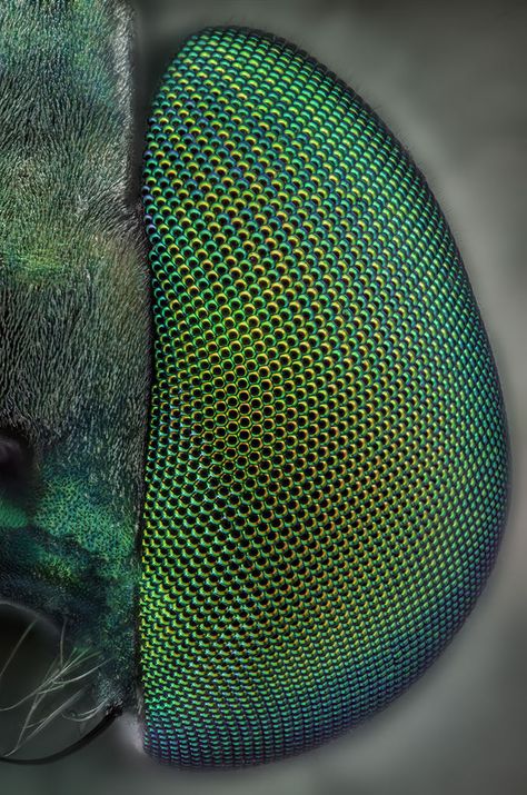 WOW! Green eyes. A macro shot of a bug's eye. Insect Eyes, Foto Macro, Microscopic Photography, Micro Photography, Photo Macro, Insect Photography, Nature School, Macro Shots, Beautiful Bugs