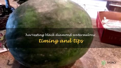 Harvesting Black Diamond Watermelons: Timing And Tips | ShunCy Juicy Fruit, Perfect Timing, Black Diamond, Make Sure, Watermelon, Fruit, Black