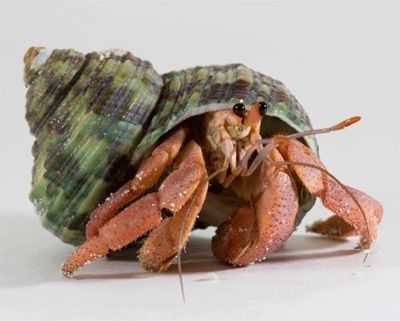 Hermit Crab Sculpture, Hermit Crab Photography, Crab Reference, Hermit Crab Tattoo, Hermit Crab Drawing, Hermit Crab Art, Crab Picture, Cute Hermit Crab, Cute Animal Pfp