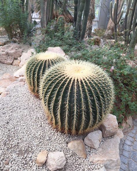 Two big and round cactus plants in a dry desert with other caci in the background Round Cactus, Golden Barrel Cactus, Interesting Plants, Dry Desert, Barrel Cactus, Little Flowers, Flower Images, Retro Prints, Cactus Plants