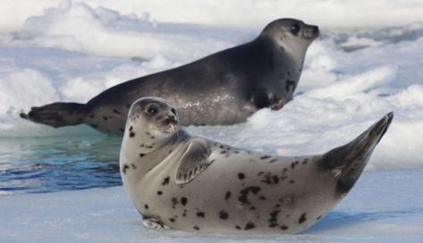 7 Reasons Why Canada’s Brutal Seal Hunt Needs To End Now - The Dodo Seal Images, Seal Photography, Arctic Seal, Harp Seal, Sea Mammal, Cute Seals, Seal Pup, Baby Seal, About Animals