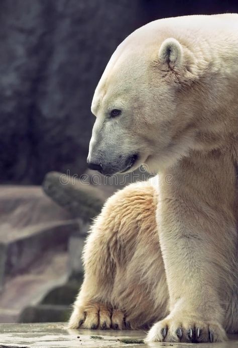 Polar Bear Reference, Polar Bear Side Profile, Polar Bear Side View, Polar Bear Face, Polar Bear Images, Christian Background Images, Polar Bear Landscape, Photos Animals, Polar Bear Close Up