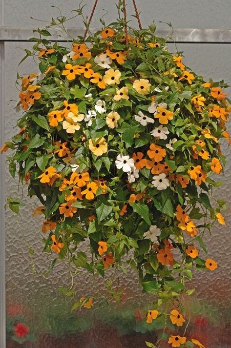 24 Hanging Basket Plants You can Grow from Cuttings Thunbergia Alata, Black Eyed Susan Vine, Eucalyptus Deglupta, Flowers Hanging, Plants For Hanging Baskets, Meteor Garden 2018, Black Eyed Susan, Black Eyed, Hanging Baskets