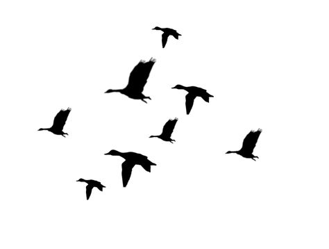 Flying Ducks Silhouette - ClipArt Best - ClipArt Best Duck Hunting Silhouette, Duck Hunting Tattoos, Duck Silhouette, Duck Tattoos, Flying Ducks, Hunting Tattoos, Tumbler Pictures, Silhouette Tattoos, Free Clipart Images