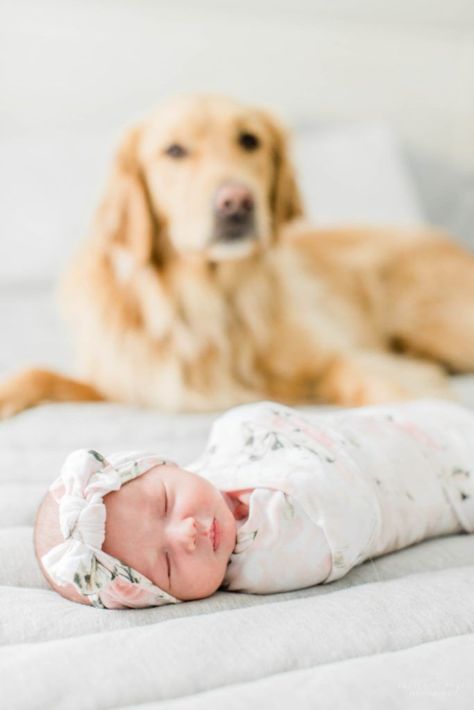 Newborn Photo Session At Home, Newborn Dog Photography, Newborn And Dog Photography, Newborn Photography Home, Newborn Photos With Dog, Newborn Photography With Dog, Newborn Photoshoot With Dog, Newborn Baby Photography With Dog, At Home Newborn Pictures With Dog