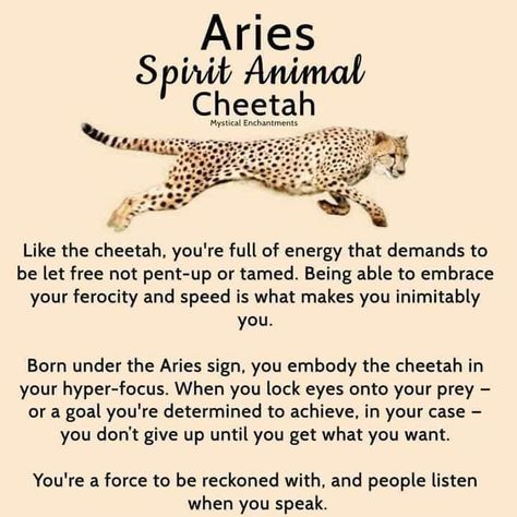 Cheetah Spirit Animal Meaning, Zodiac Spirit Animals, Aries Spirit Animal, Cheetah Spirit Animal, Animal Omens, Crystals Zodiac, Hedge Witchery, Spirit Animal Meaning, Spiritual Magic