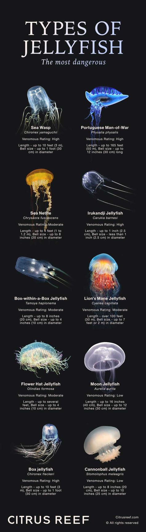 Different Jellyfish, Different Types Of Jellyfish, Moon Jellyfish Aesthetic, Moon Jellyfish Drawing, Irukandji Jellyfish, Medusa Animal, Types Of Jellyfish, Jellyfish Poster, Jellyfish Species