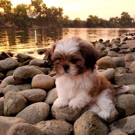 Shitzoo Dogs, Mini Shih Tzu, Shitzu Puppies Wallpaper, Shitzu Aesthetic, Cute Shitzu Puppies, Shitsu Dog, Shih Tzu Aesthetic, Shi Tzu Dog, Cute Shih Tzu Puppies