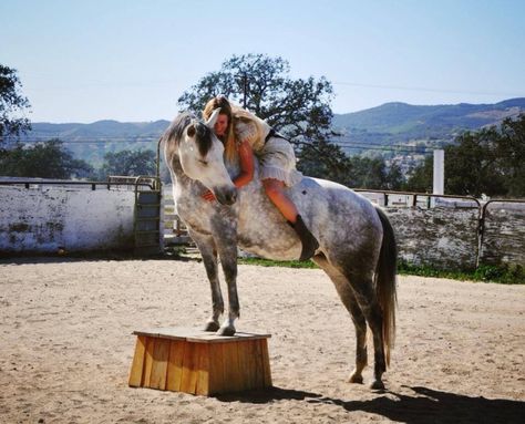 Liberty Horse, Horse Liberty, Horse Liberty Training, Liberty Training For Horses, Liberty Horse Training, Noriker Horse, Horse Driving Harness, Liberty Horse Training Natural Horsemanship, Horse Rescue