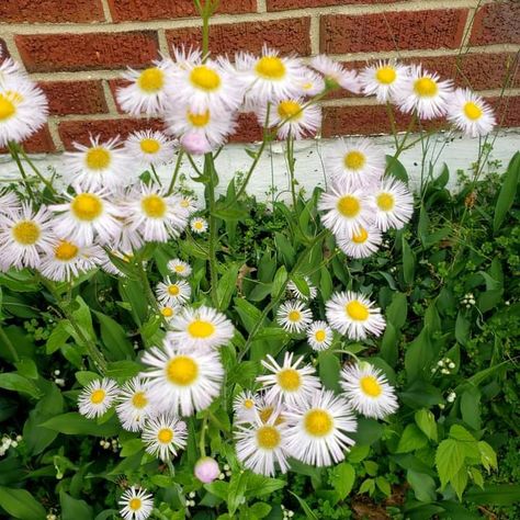 Came across this Annual Fleabane this weekend in my parents yard ! Annual Fleabane Erigeron annuus (annual fleabane, daisy fleabane, or eastern daisy fleabane) is a North American plant species in the daisy family Fleabane Daisy, Daisy Fleabane, Plant Species, Wild Flower, My Parents, This Weekend, Wild Flowers, North American, Daisy