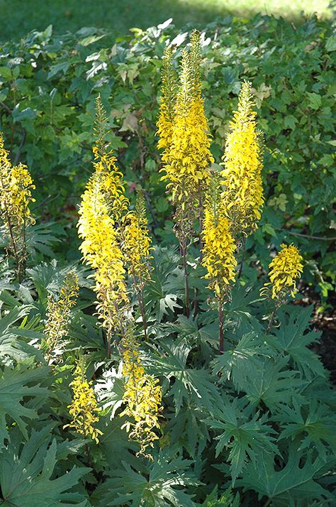 Ligularia Przewalskii, Minnesota Flowers, Minnesota Garden, Garden Problems, Bog Garden, Plant Home, Yellow Garden, Mid Summer, Outdoor Plant