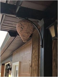 Ravelry: Crochet Plarn Hornet's Nest pattern by Sharon Knight Crochet Hornets Nest Free Pattern, Crochet Wasp Nest Free Pattern, Crochet Wasp Nest, Boyfriend Crochet, Nature Decor Diy, Fake Wasp Nest, Hornet Nest, Crochet Projects To Sell, Wasp Traps