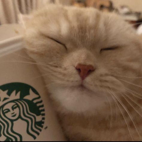 Coffee Pfp, Kittens White, Cute Cat Photos, Coffee Icon, Fluffy Kittens, Cat Photos, Cute Cats Photos, Sleepy Cat, Cat Person