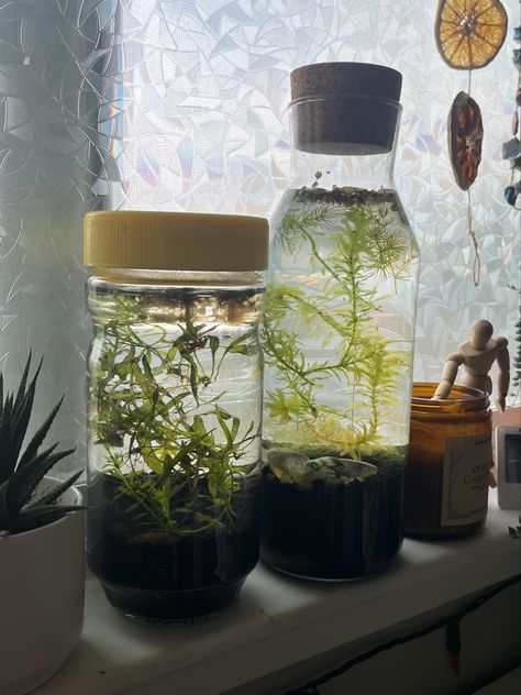 plants and snail cuties Water Ecosystem In A Jar, Aquatic Snail Tank, Plants In Water Vase, Jar Aquarium, Water Vase, Snail Tank, Turtle Tank, Live Aquarium, Indoor Jungle