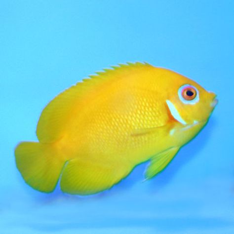 Lemonpeel Pygmy Angel Centropyge Flavissima Small/medium Fish Side Profile, Fish Sides, Sps Coral, Brine Shrimp, Yellow Fish, Salt Water Fish, Home Aquarium, Saltwater Tank, Animal World