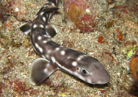 Not all sharks are a dull gray: the coral catshark, for example, is vibrantly colored. These sharks, which reach more than 2 feet long, live among coral reefs, eating invertebrates and small fish. Their leopard-like pattern provides camouflage as they swim through their reef habitat (Image Credit: Iain Fraser, Flickr). Cat Shark, Types Of Sharks, Cool Sharks, Shark Pictures, Marine Aquarium, Sea Lover, Pretty Animals, Saltwater Aquarium, Creature Feature