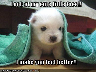 You do! You do make me feel better! Psy I Szczenięta, Cute Puppy Pictures, Mini Dogs, Maltese Puppy, White Dog, Puppies Funny, Little Puppies, Puppy Pictures, Cute Animal Pictures