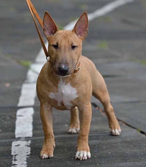 Miniature Bull Terrier puppy Brown Bull Terrier, British Bull Terrier, Mark Watson, Mini Bull Terriers, Miniature Bull Terrier, Bull Terrier Puppy, Terrier Breeds, English Bull Terriers, Terrier Puppy