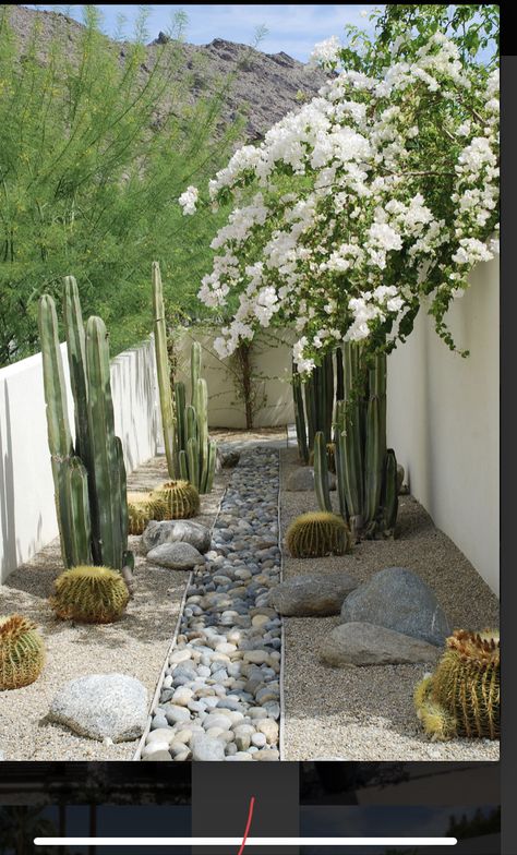 Desert Plants Landscaping, Desert Landscape Front Yard, Desert Landscaping Backyard, Desert Landscape Design, Desert Backyard, Arizona Backyard, Arizona Gardening, Arizona Landscape, Dry Garden