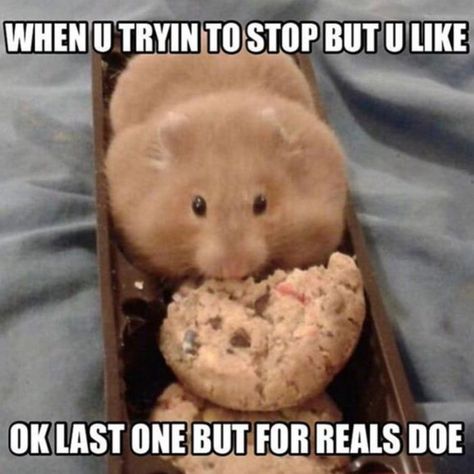 If you're a fan of the scared hamster or the peace sign hamster, you'll love this collection of the best hamster memes out there. #humor #hamsters #hamster #memes Hamster Memes, Hamsters As Pets, Funny Rats, Hamster Eating, Funny Hamsters, Syrian Hamster, Cupcake Wars, Cute Rats, Cute Hamsters