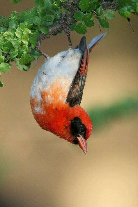 Red-Headed Weaver Bird Red Bird Of Paradise, Red Bird Tattoos, Kinds Of Birds, Bird Artwork, Red Bird, Owl Bird, Nature Birds, Bird Of Paradise, Bird Pictures