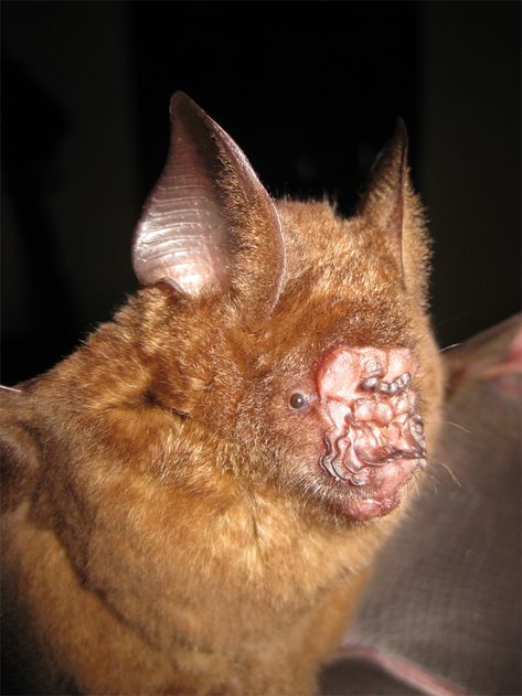 Suddenly, I look better in the morning light. Funny Looking Animals, Ugly Animals, Bat Species, Fruit Bat, Animal Science, Unusual Animals, Animal Species, Weird Animals, Animals Of The World