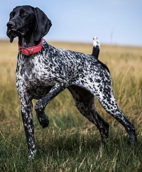 Black Gsp, Dog Pictures Funny, German Shorthaired Pointer Black, Big Dogs Breeds, Biggest Dog In The World, Funny Dog Signs, Comedians Jokes, Gsp Dogs, Funny Dog Jokes