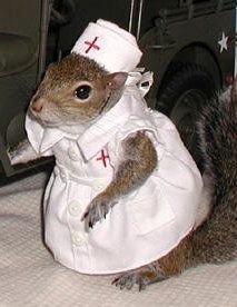 Squirrel nurse Squirrel Pics, Red Cross Nurse, Sugar Bush, Squirrel Pictures, Squirrel Art, Squirrel Funny, Cute Squirrel, Baby Squirrel, A Squirrel