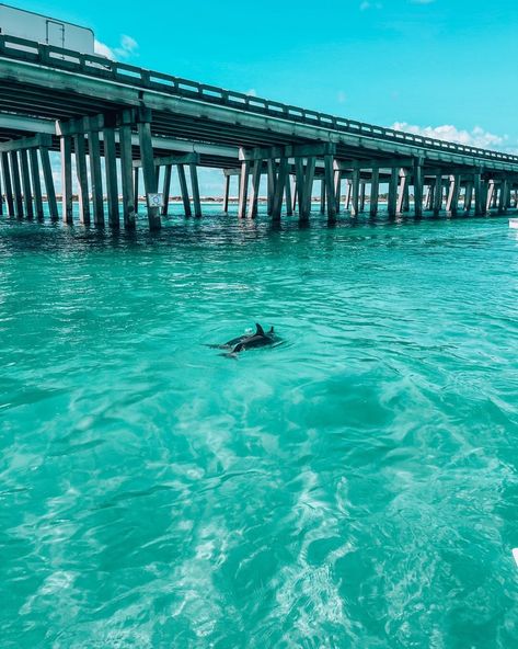 Forever flippin' out about these beautiful creatures. 🐬 Have you spotted a dolphin recently? 📍 Crab Island 📷 @vitaminseadestin Crab Island, A Dolphin, Coastal Lifestyle, Beautiful Creatures, Dolphins, Crab, Things To Do, Florida, Lifestyle