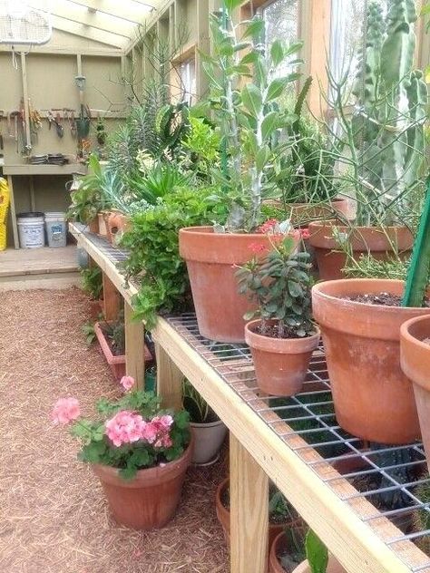 Greenhouse Room, Working Garden, Greenhouse Staging, Greenhouse Shelves, Cheap Greenhouse, Easy Shelves, Greenhouse Design, Greenhouse Farming, Plant Watering System