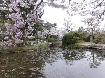 Sakura Tree, Nothing But Flowers, Japan Aesthetic, Pretty Photos, Nature Aesthetic, Spring Day, Pretty Places, الرسومات اللطيفة, Aesthetic Photo