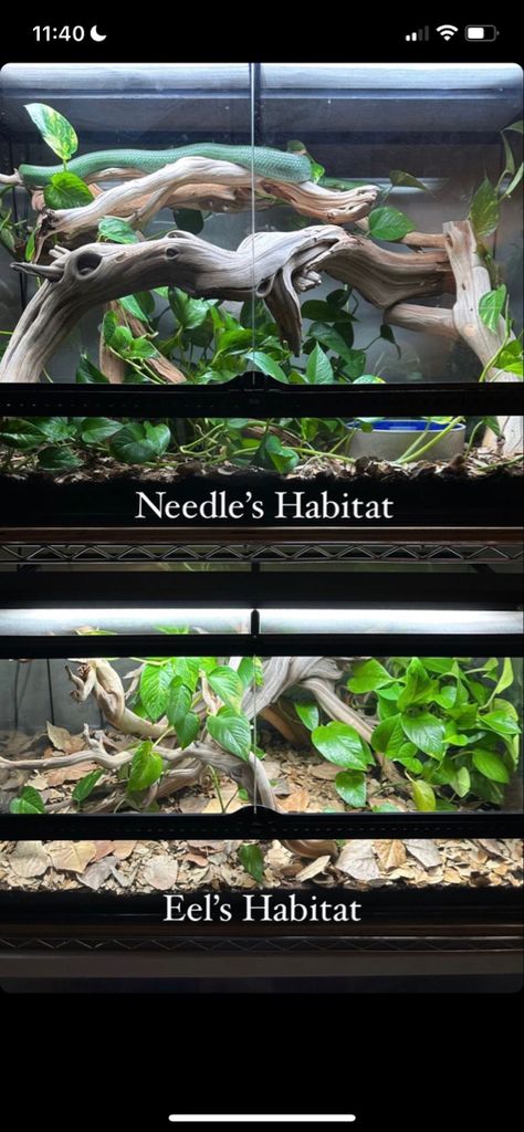 Snake Enclosure Decor, Vivarium Ideas, Diy Reptile, Snake Terrarium, Snake Enclosure, Milk Snake, Enclosure Ideas, Snake Tank, Reptile House