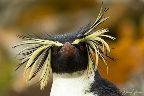 Northern Rockhopper Penguin Rockhopper Penguin, Scary Animals, Popular Photography, Rare Birds, Tristan Da Cunha, Remote Island, Funny Birds, Exotic Birds, Dark Fantasy Art