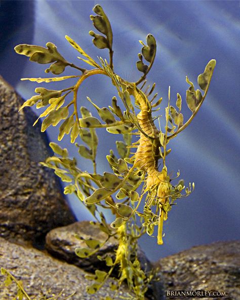 Dragon Photography, Weedy Sea Dragon, Leafy Sea Dragon, Sea Dragons, Sea Plants, Sea Horses, Beneath The Sea, Salt Water Fish, Life Aquatic