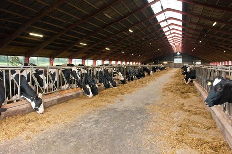 Modern farm cowshed with cows. Modern farm cowshed with milking cows eating hay , #Aff, #cowshed, #farm, #Modern, #cows, #hay #ad Moden House, Cattle Housing, Farmer Duck, Milking Cows, Cow Shed, Cow House, Farm Shed, African House, Holstein Cows