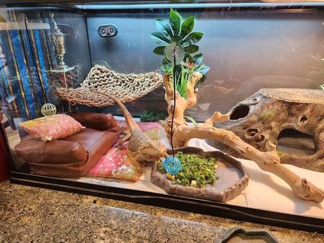 Lizard Incloser, Girly Reptile Enclosure, Bearded Dragon Cages Ideas, Beared Dragon Cage Ideas, Breaded Dragon Tank Ideas, Reptile Enclosure Ideas, Bearded Dragon Vivarium Ideas, Bearded Dragon Terrarium Ideas Tanks, Cute Bearded Dragon Tank