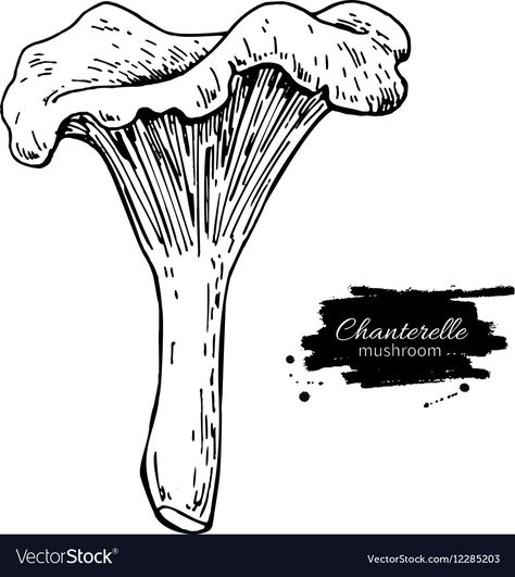 Mushroom Drawing, Morel Mushroom, Hand Drawn Vector Illustrations, Hand Drawn Vector, Food Drawing, Royalty Free Photos, Vector Art, Moose Art, Hand Drawn