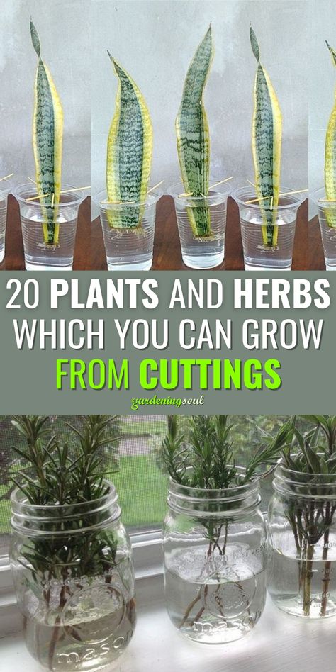 20 Plants And Herbs Which You Can Grow From Cuttings Grow From Cuttings, Plantarea Legumelor, Crate Ideas, نباتات منزلية, Milk Crate, Bench Diy, Inside Plants, Home Vegetable Garden, Herbs Indoors