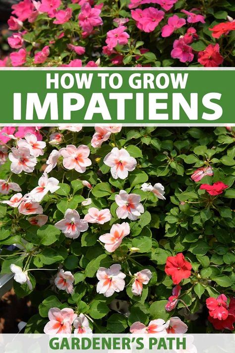 Impatiens are ready for their comeback. The once popular shade-lover has fallen out of favor over the past decade since downy mildew wiped it out across the UK and US. But growers have developed resistant cultivars to help prevent this disease. Learn how to grow impatiens now on Gardener's Path. #impatiens #gardenerspath Double Impatiens, Impatiens Flowers, Shade Loving Flowers, Flower Tips, Herb Gardening, Farm Projects, Urban Homesteading, Gardening Flowers, Indoor Flowers