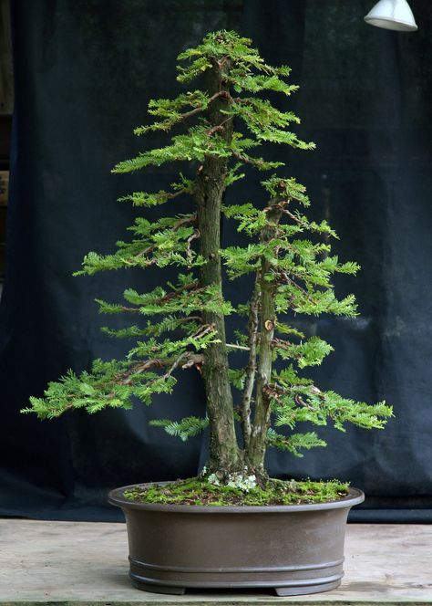 Coast redwood after 8-16-12 | Flickr - Photo Sharing! Redwood Bonsai, Bonsai Indoor, Tree In A Pot, Bonsai Kit, Sequoia Sempervirens, Coast Redwood, Bonsai Forest, Bonsai Wire, Bonsai Tree Types