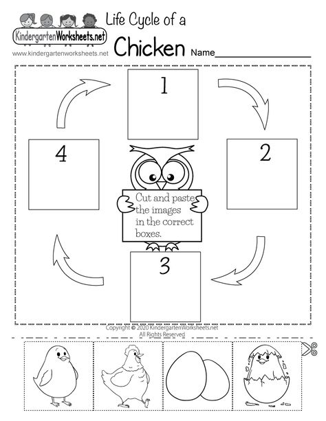 Free Printable Life Cycle of a Chicken Worksheet Chicken Life Cycle Kindergarten, Life Cycle Worksheets Free Printable, Kindergarten Science Worksheets Free Printable, Chicken Life Cycle Printable, Life Cycle Of Animals Worksheet, Chicken Life Cycle Worksheet, Life Cycle Of A Bird Free Printables, Science Worksheets For Kindergarten Free Printable, Bird Life Cycle Preschool