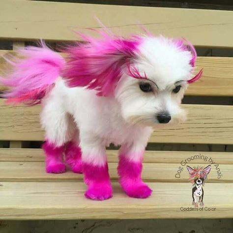 Grooming Tattoo, Dogs Tattoo Ideas, Dog Hair Dye, Dog Dye, Dogs Tattoo, Dog Grooming Styles, Dog Grooming Shop, Creative Grooming, Dogs Grooming