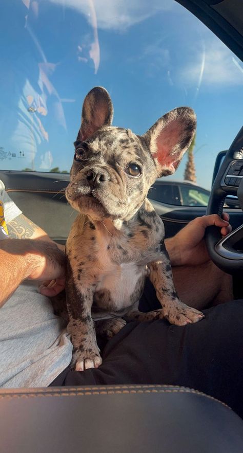 cute french bulldog puppy Cute Dogs French Bulldog, Spotted French Bulldog, Fluffy Frenchie Full Grown, Speckled French Bulldog, Fluffy Frenchie Puppy, Bull Dogs Frances, Frenchie Aesthetic, French Bulldog Aesthetic, French Puppies