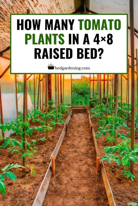 Raised Tomato Beds, Raised Veggie Gardens, Raised Bed Garden Layout, Veggie Garden Layout, Planting Layout, Backyard Raised Garden, Square Foot Gardening Layout, Cheap Raised Garden Beds, Raised Garden Beds Diy Vegetables