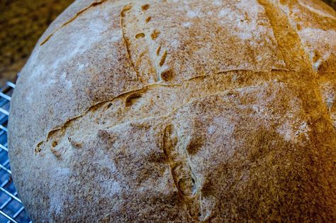 breadbasketcase: Basic Hearth Bread Hearth Bread, Letter Folding, Sandwich Bread, Whole Wheat Flour, Loaf Pan, Instant Yeast, Wheat Flour, Few Ingredients, Yeast