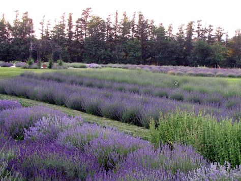 Lockwood Lavender Farm: Another Beautiful Evening in the Finger Lakes Lavender Magic, Lavenders Blue Dilly Dilly, Farm Entrance, Finger Lakes Ny, Dilly Dilly, The Finger Lakes, Entrance Sign, Lavender Farm, Lavender Green