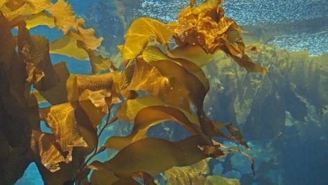 Kelp Forest, Dragon Tales, Animal Guides, Monterey Bay Aquarium, Innovative Ideas, Monterey Bay, Old Maps, Historical Maps, Ocean Animals