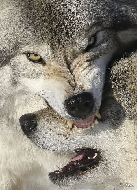 Omega Park, Montebello, Quebec Montebello Quebec, Cosplay Aesthetic, Snarling Wolf, Vulpes Vulpes, Wolf Life, Wolves And Women, Wolf Photography, Albino Animals, Wolf Photos